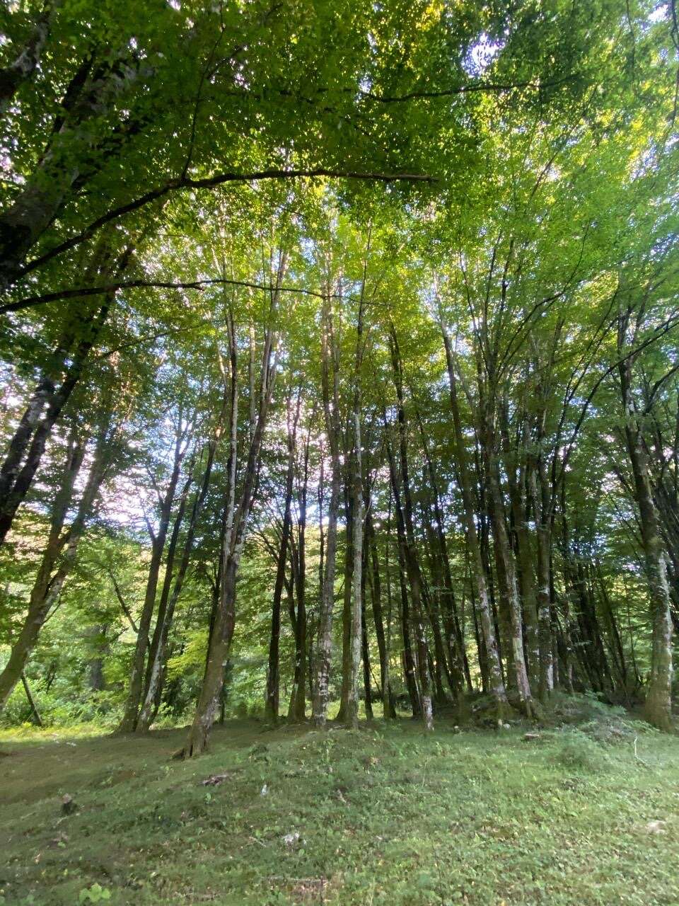 Фото Апартаменты Кипарисовая аллея