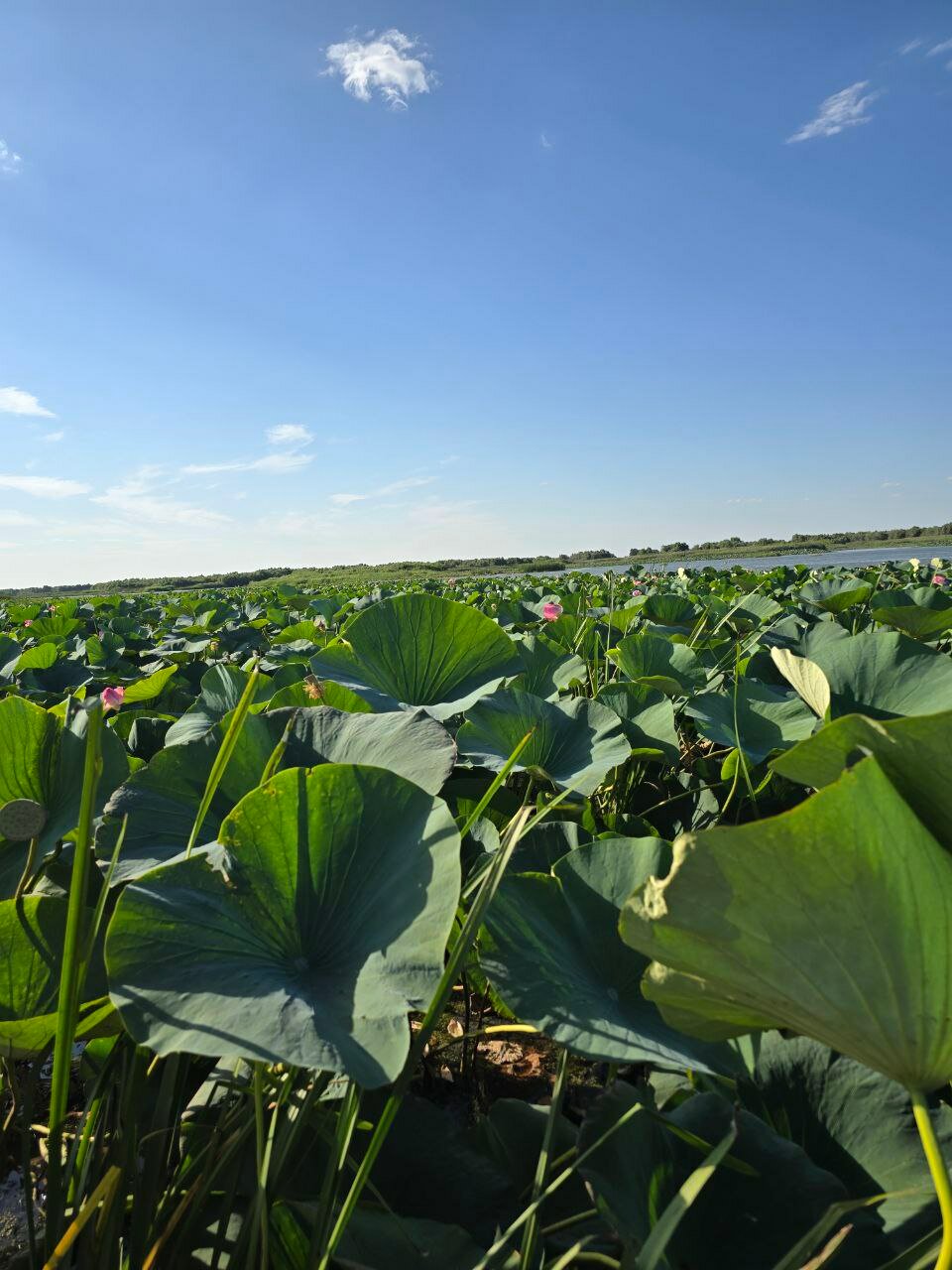 Фото Белый лев