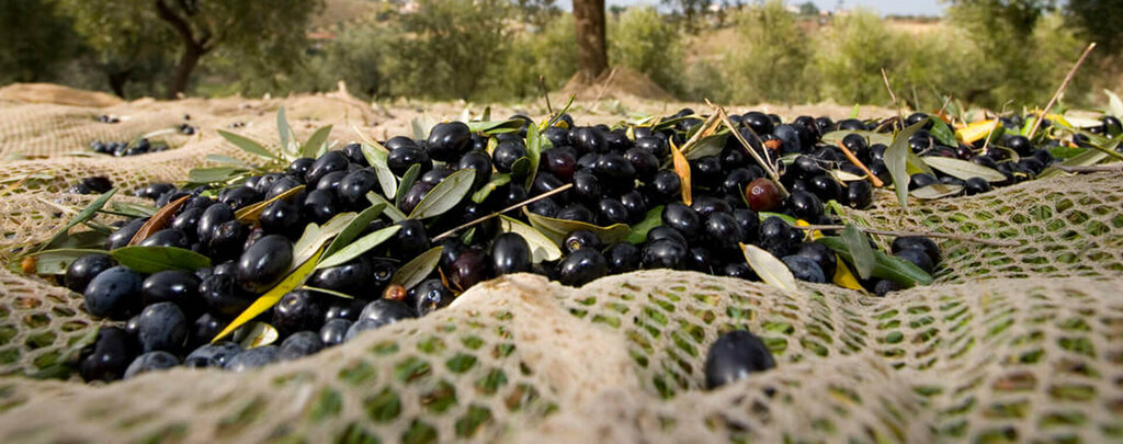 Manufacture and sale of textiles Gölgelik File Üreticisi, Izmir, photo