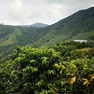 Zümrüt Karaca Coffee Roastery (Ankara Province, Cankaya District, Yukarı Bahçelievler Mah., 77. Sok., 21A), coffee shop
