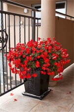 Фото 162 Kings of Riccarton Motel