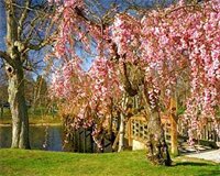 Фото Chateau Inn and Suites