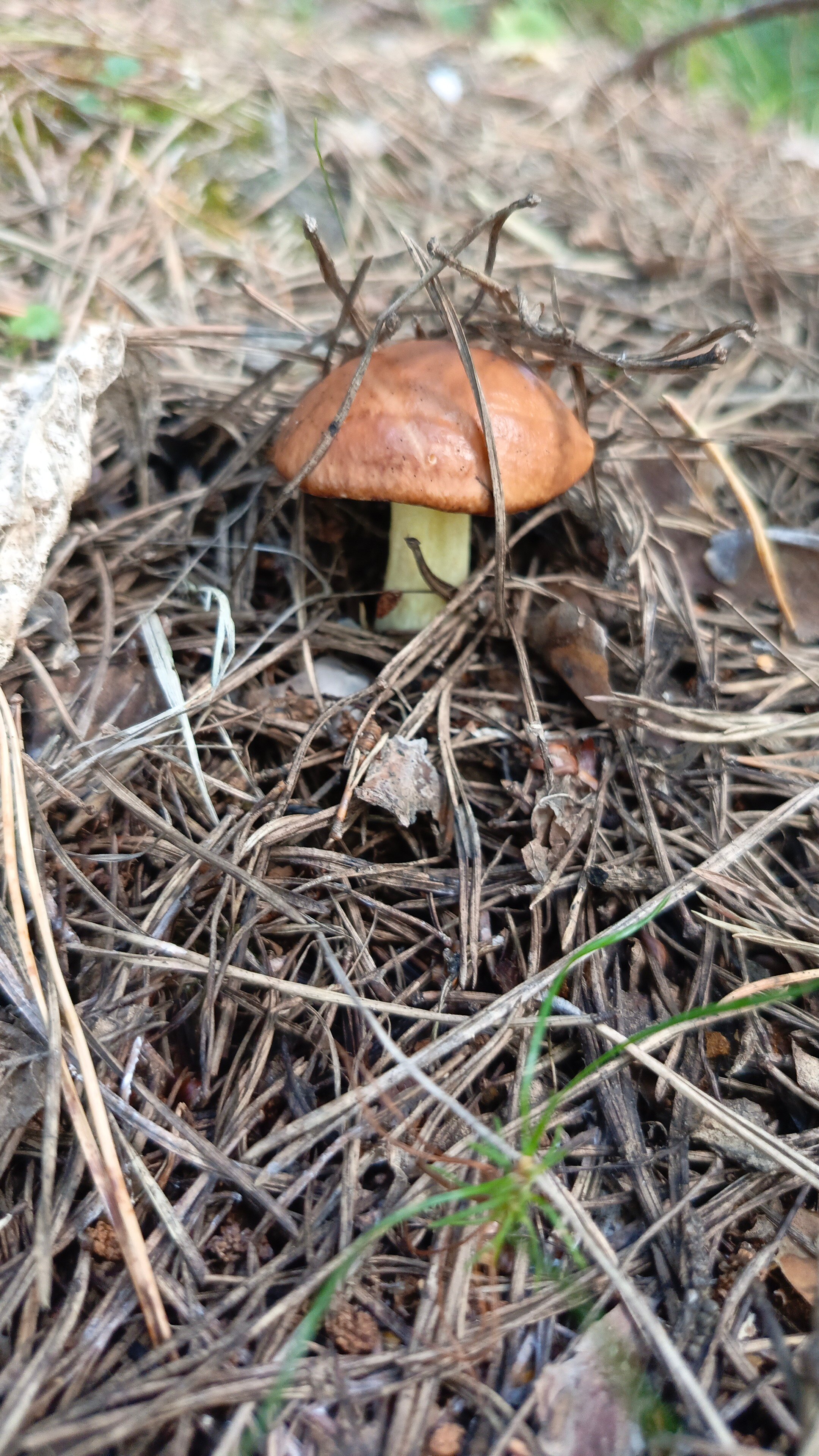 Фото Зелёная поляна