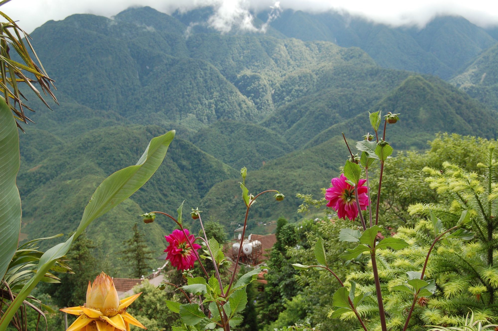 Фото Cat Cat View