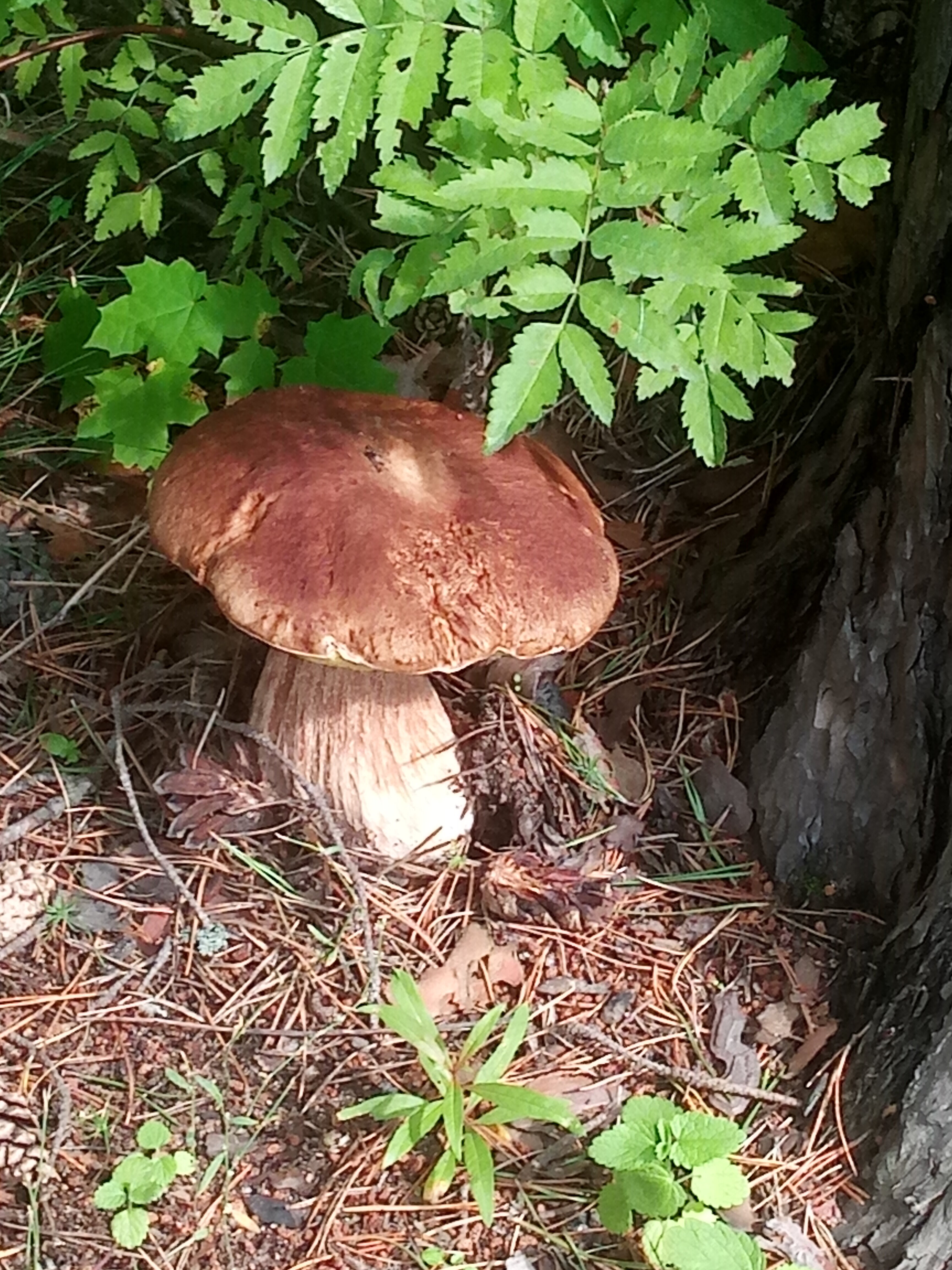 Фото Черничный Берег