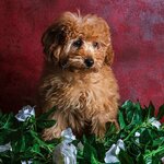 Fotokare (Istanbul, Eyupsultan, Gokturk Merkez Neighborhood, Gokturk Avenue, 2A), photography