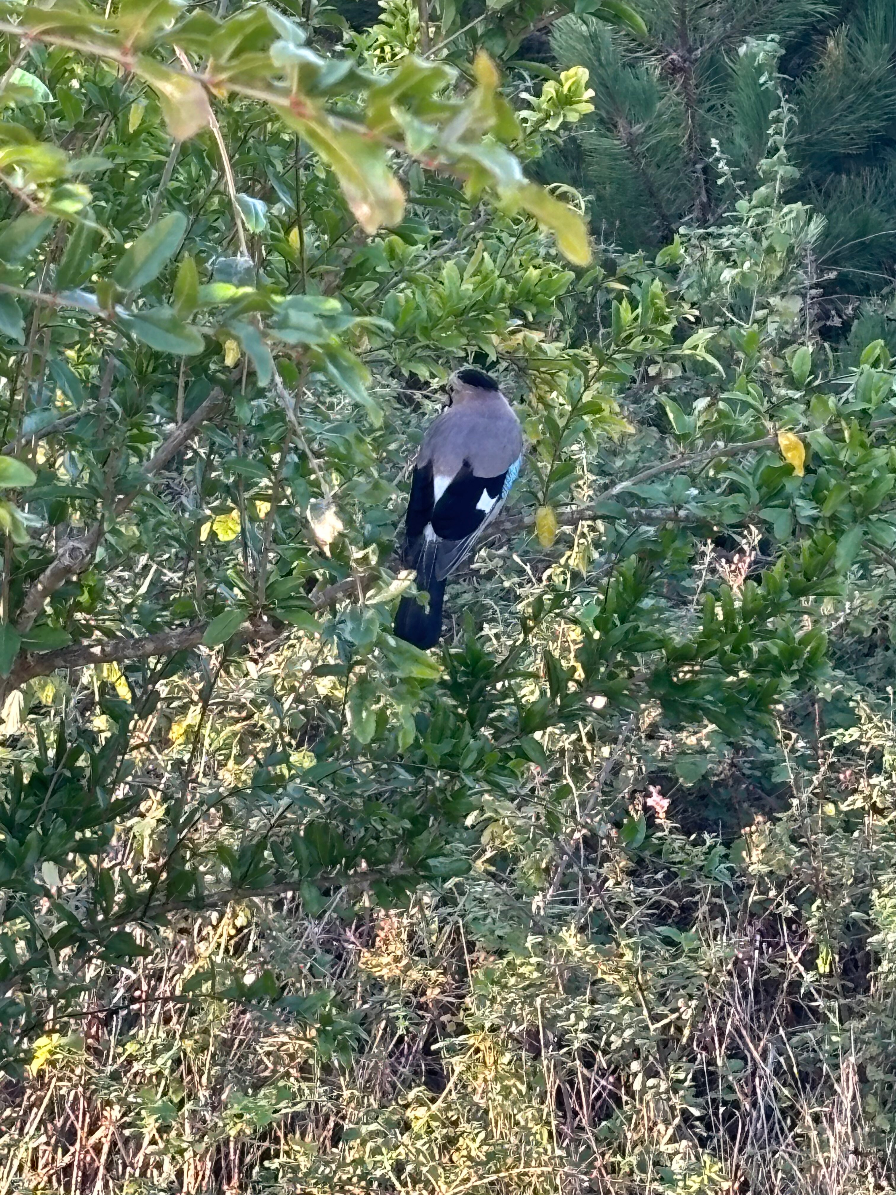 Фото Boutique Rose Gardens