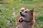 Woof University (Saint Petersburg, Primorskiy Avenue, 50Б), hotel para animales