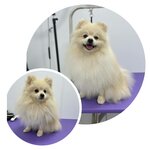 Сонечка (село Белоглинка, Парковая улица, 1, корп. 2), pet salon