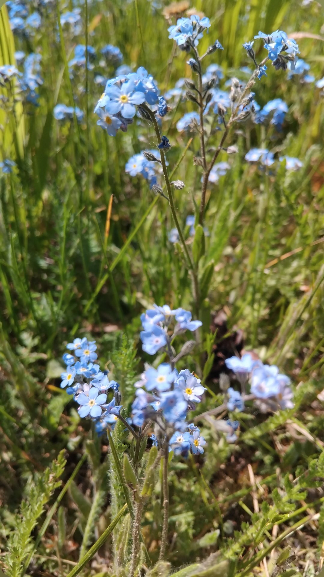 Фото Сосновый Бор