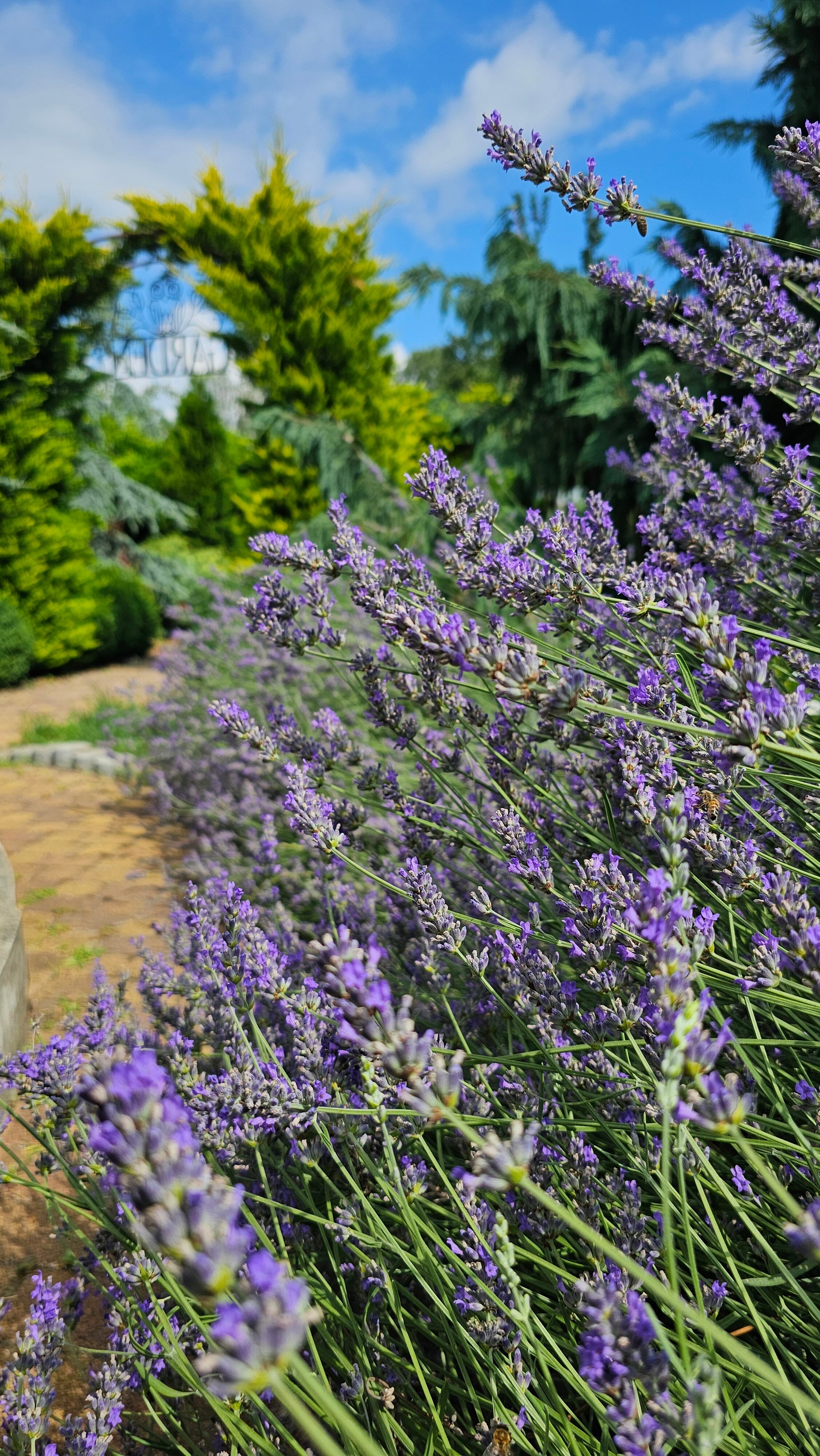 Фото Саксония