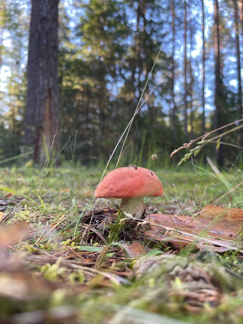 Фото Нью-Ветлуга-Парк