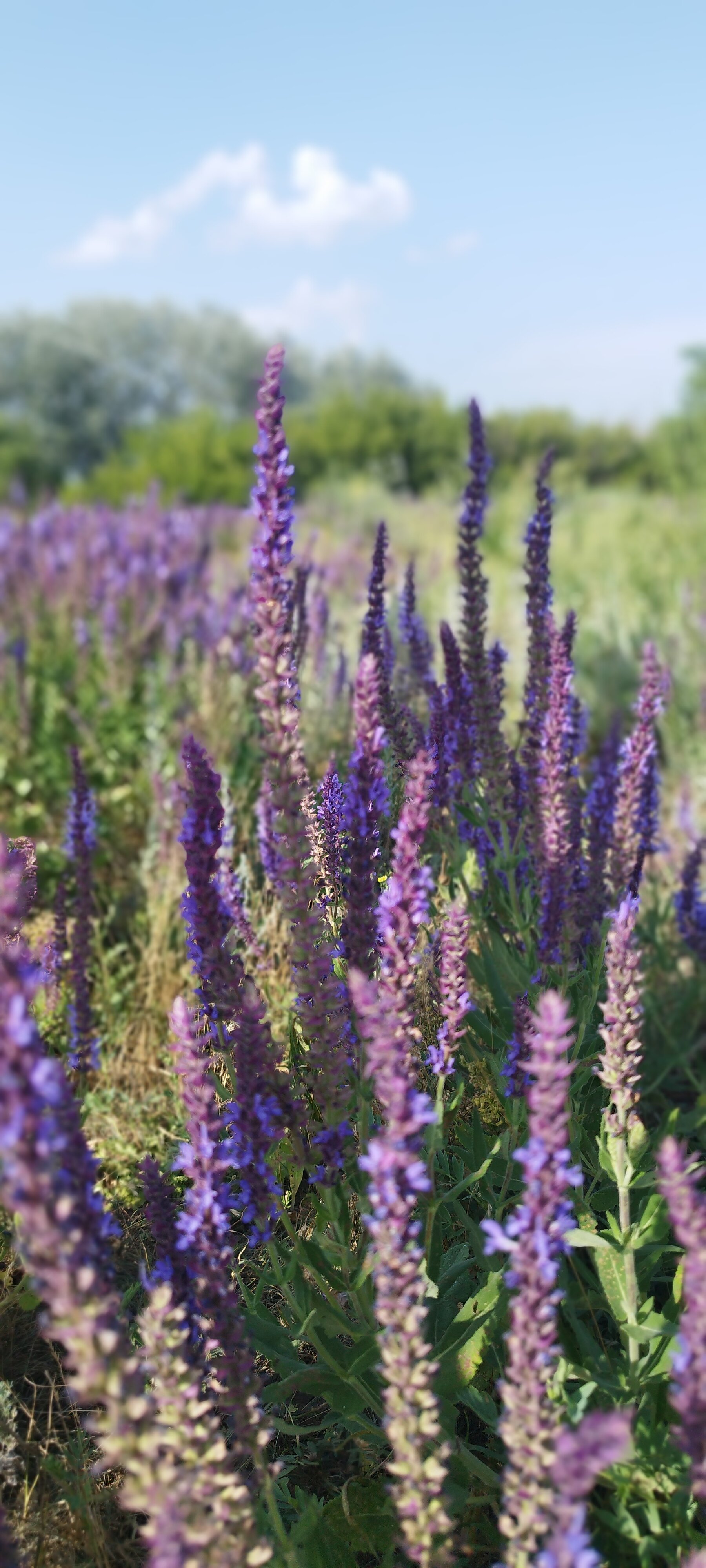 Фото Сухое Озеро