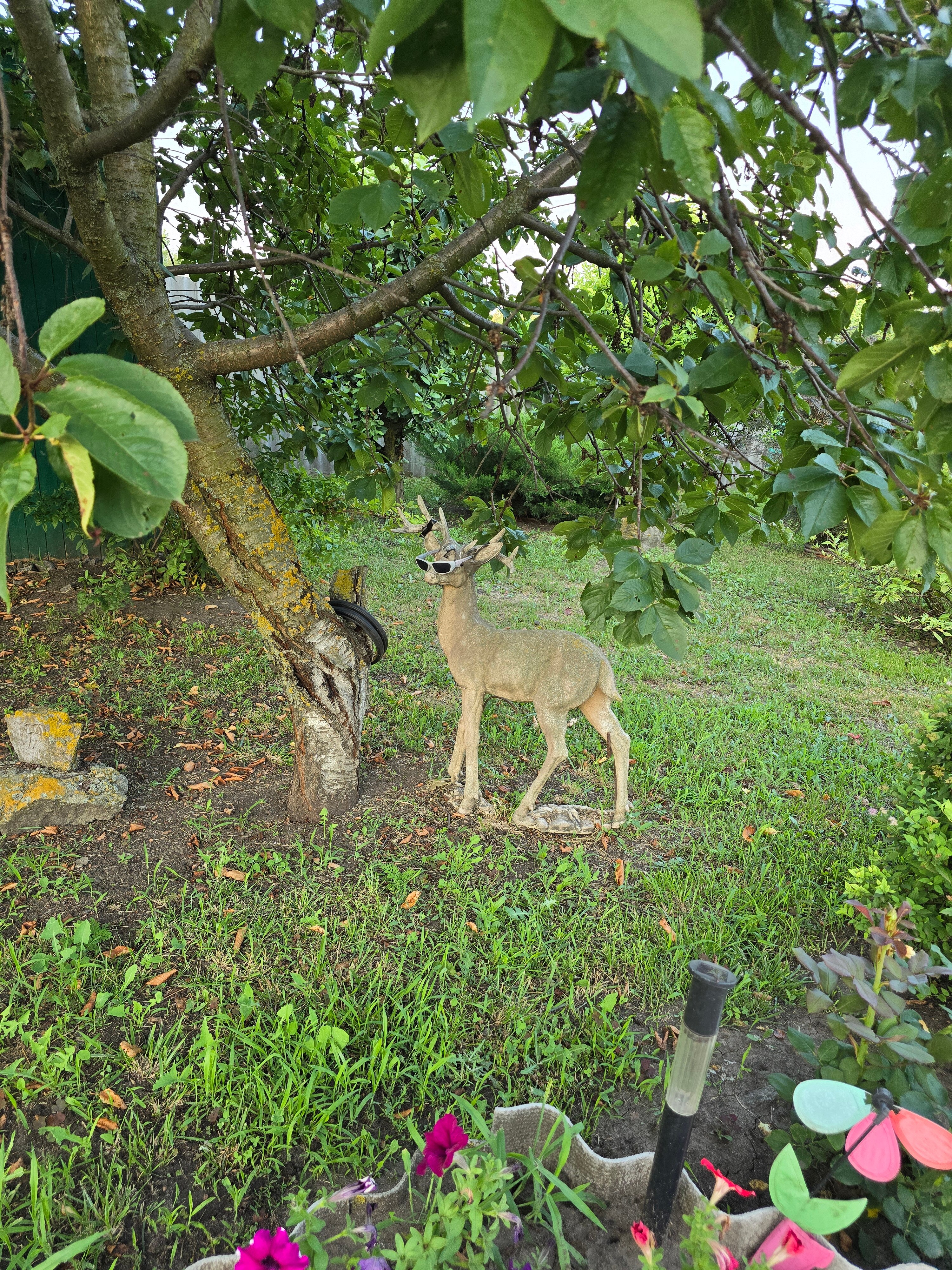 Фото Ивушка