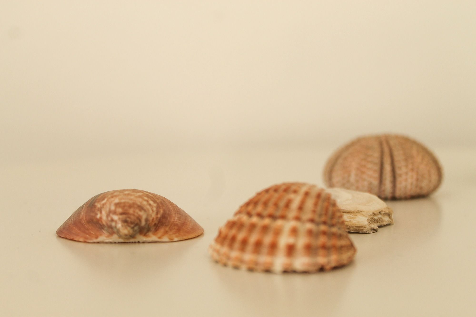 Фото Guest House Camilla