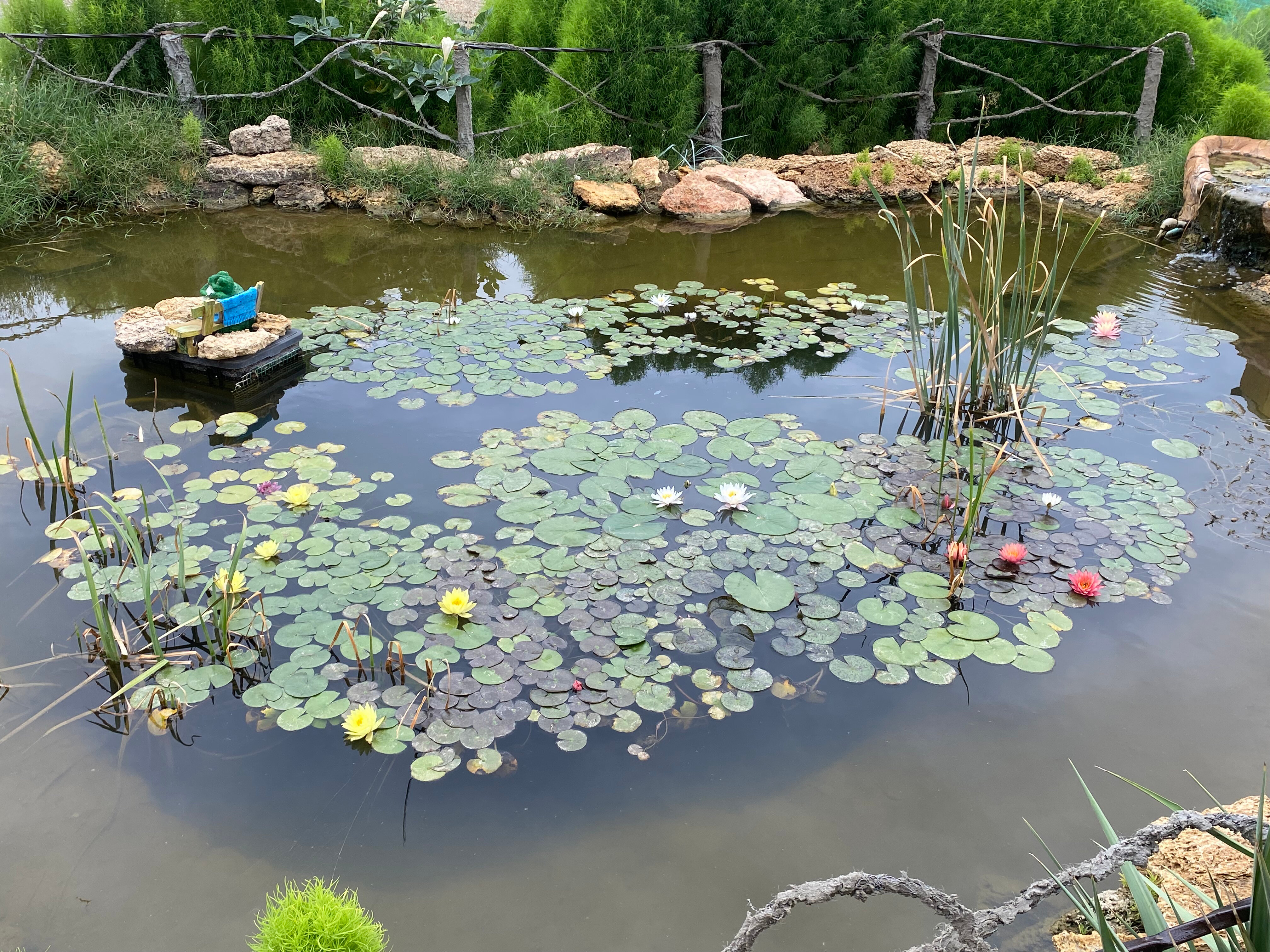 Фото Солнечный Бриз