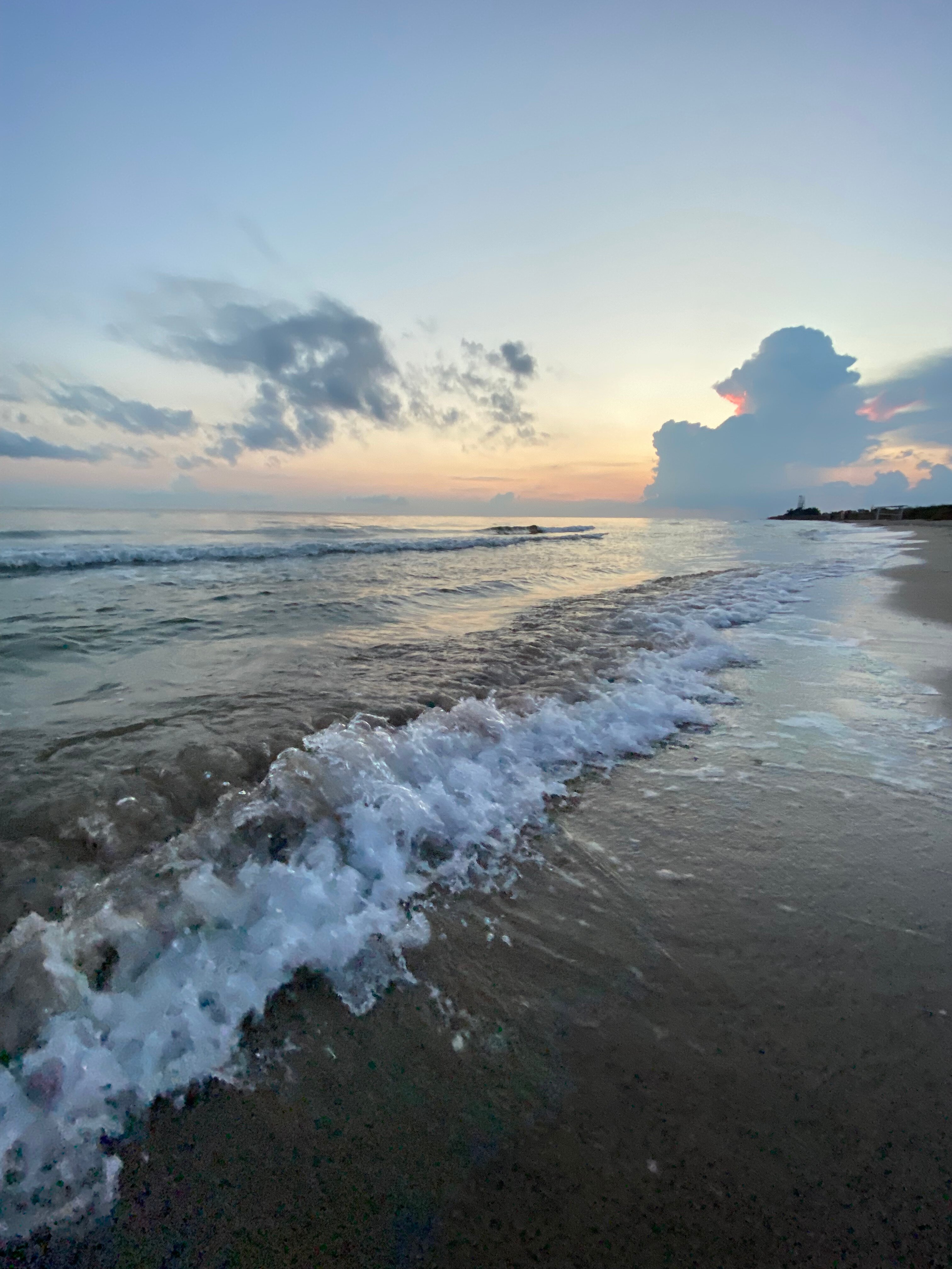 Фото Сантолина