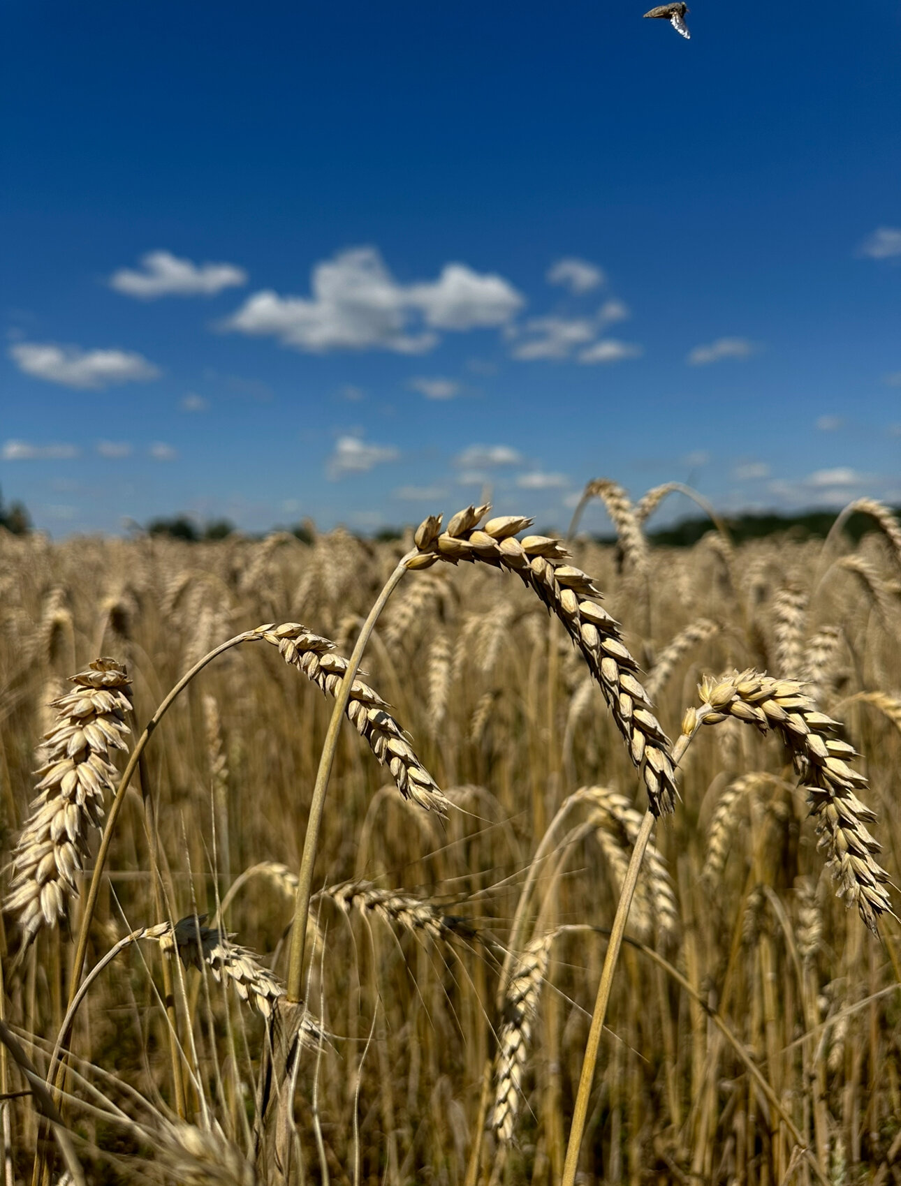 Фото Уютный домик в стиле прованс