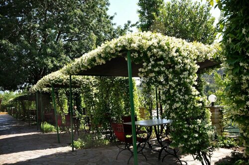 Гостиница Отель Buna Park в Шкодере