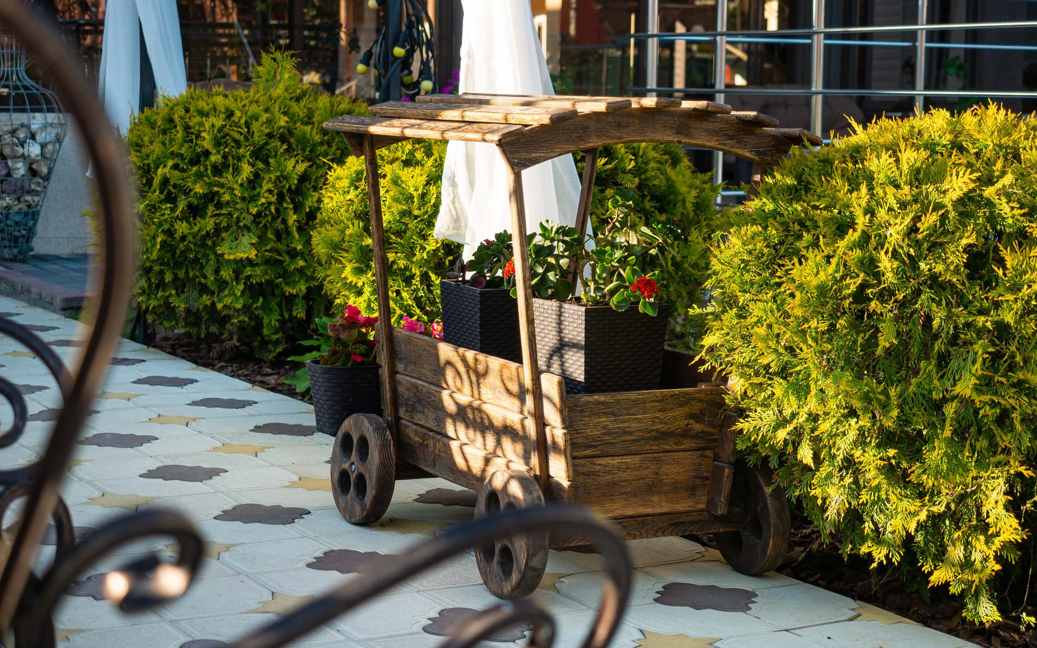 Фото Анютины Глазки