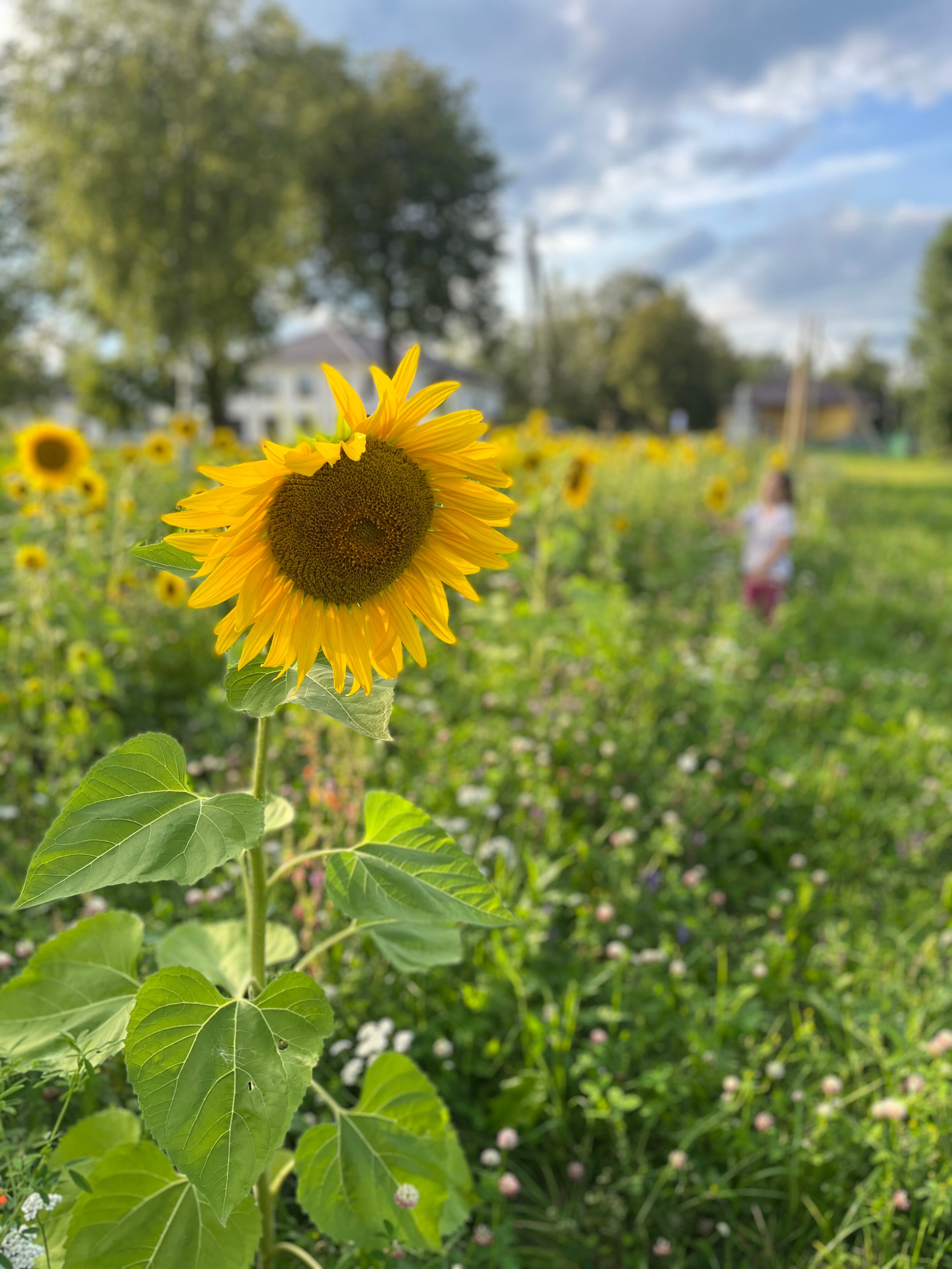 Фото Староладожская дача