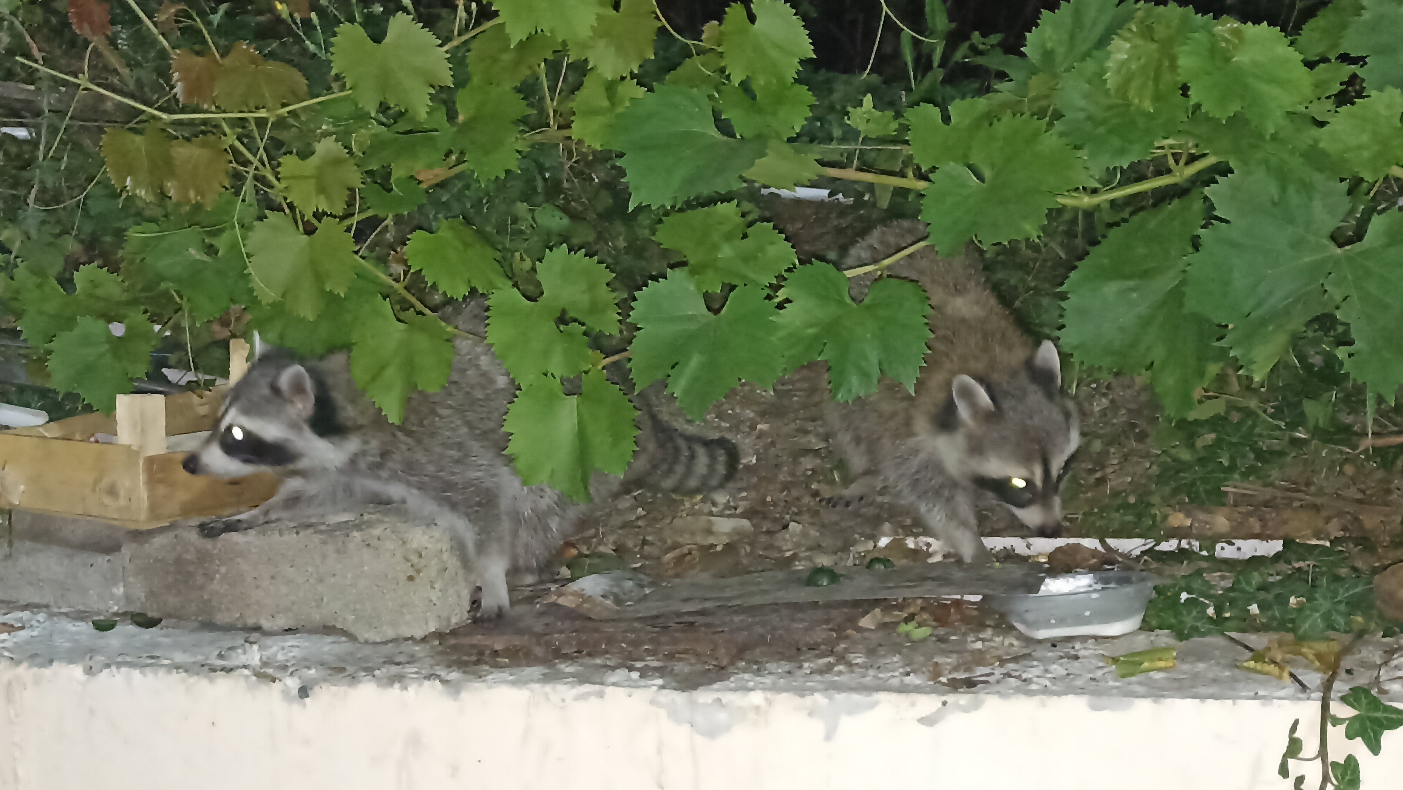 Фото Кристалл