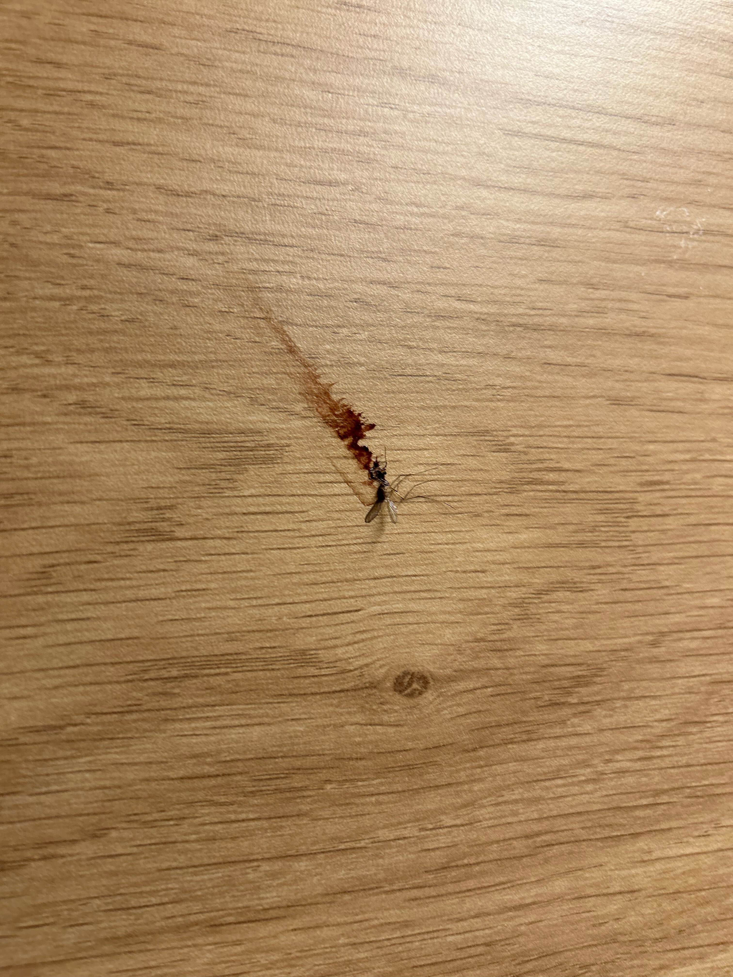 Фото InBox Capsule