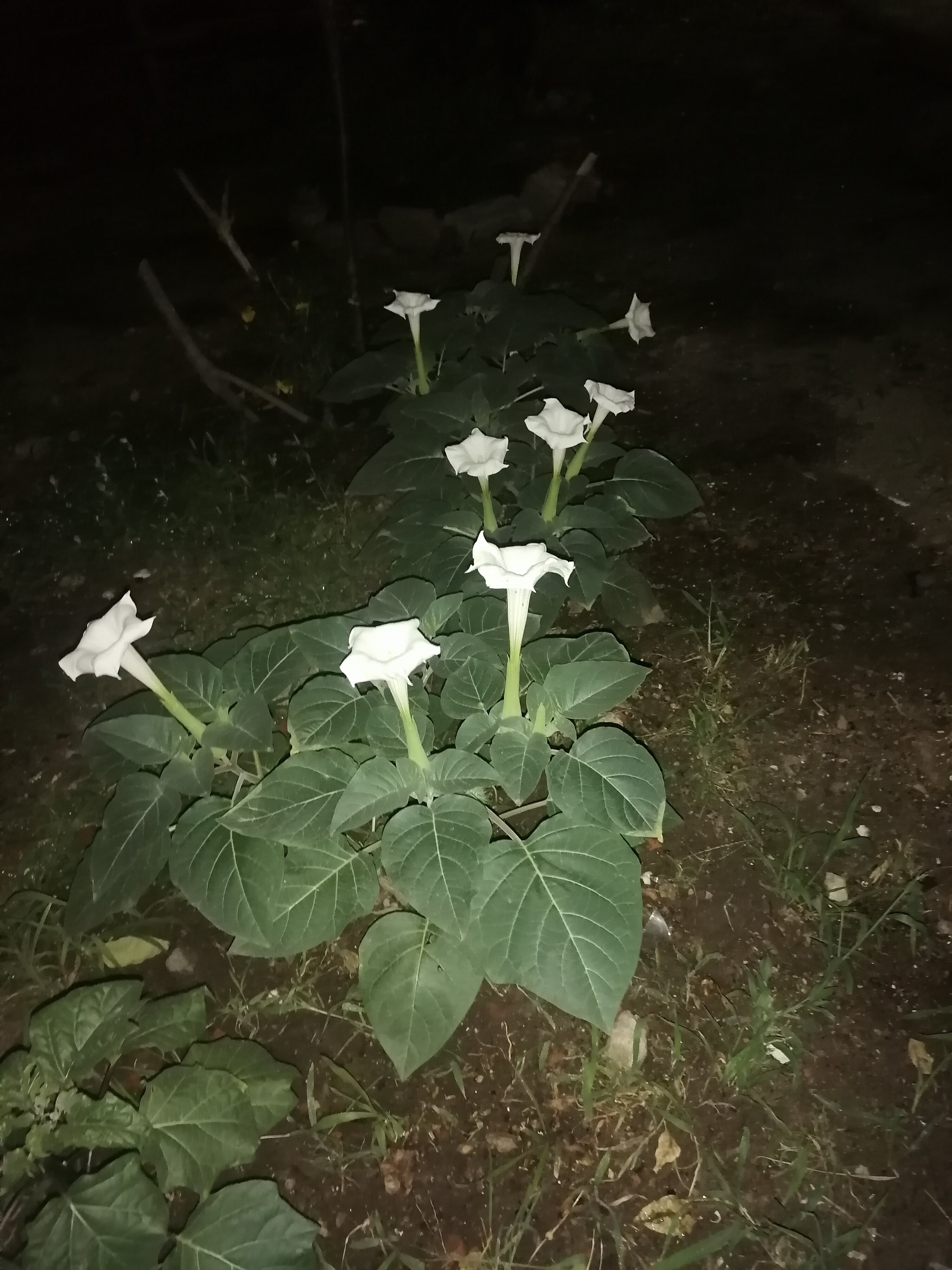 Фото Золотая долина