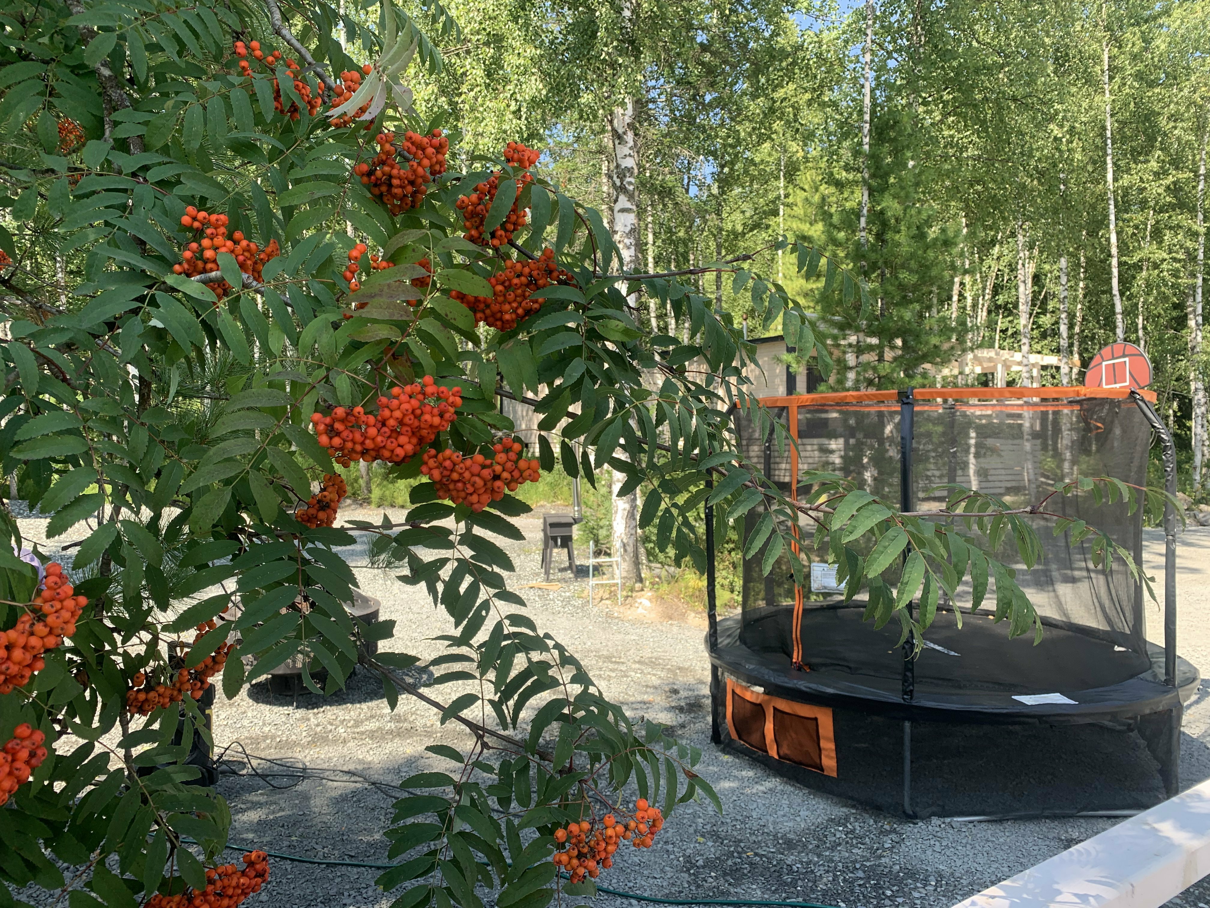 Фото Брусника № 1