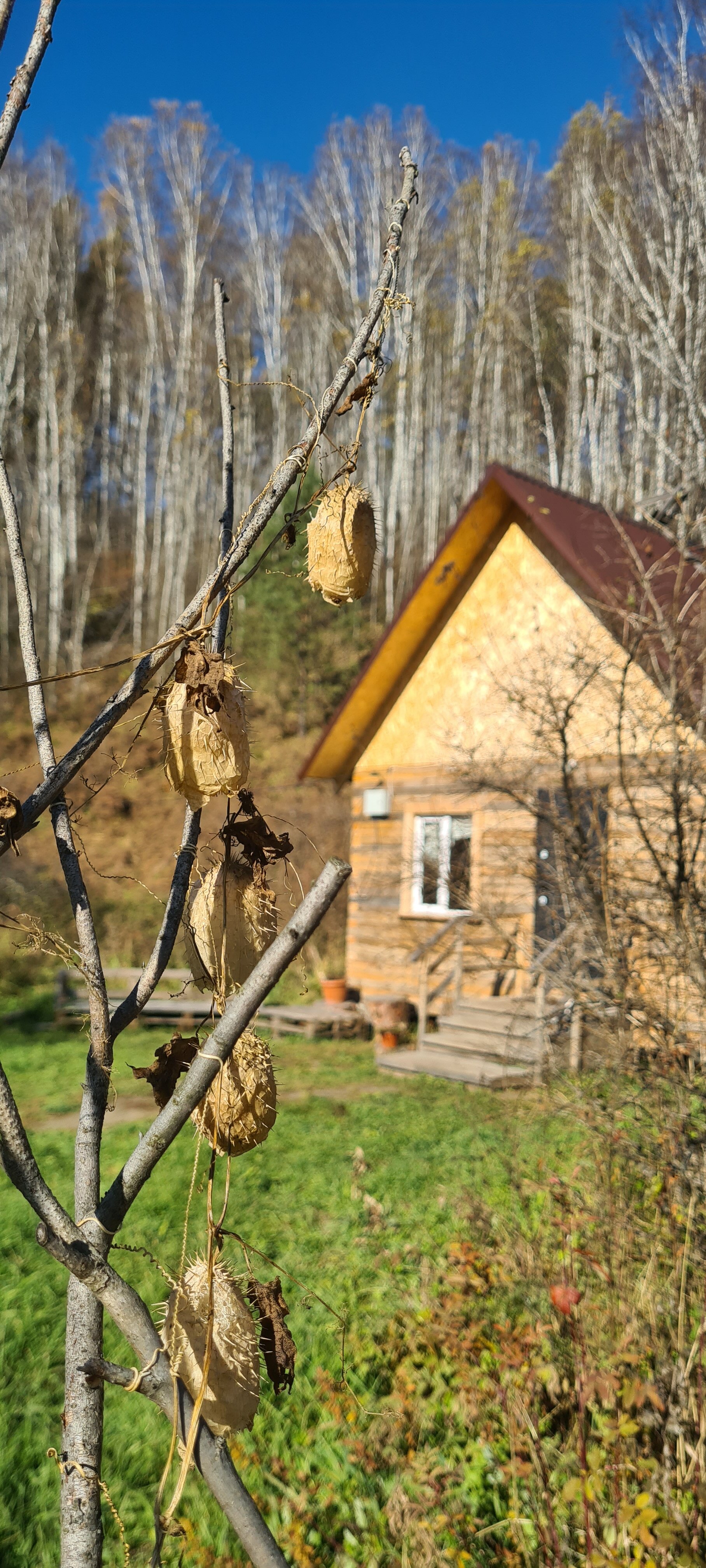 Фото Глэмпинг Стрекоза