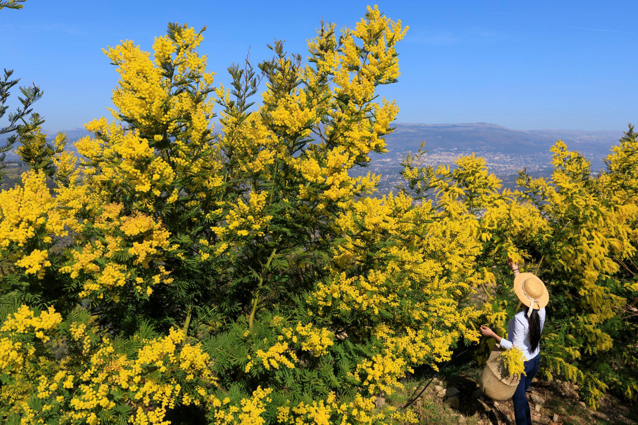 Фото Staybridge Suites Cannes Centre by IHG