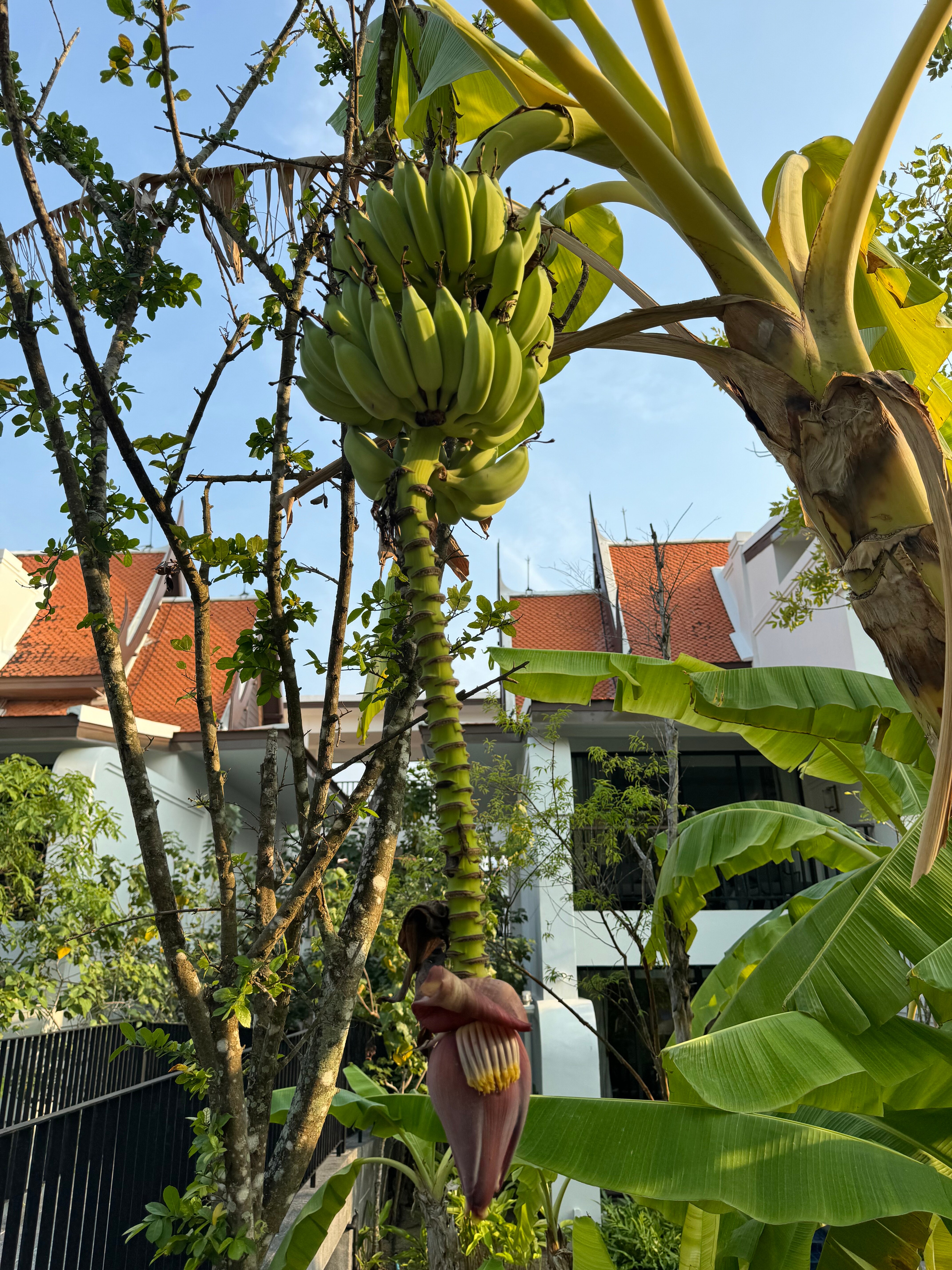 Фото JW Marriott Khao Lak Resort and SPA