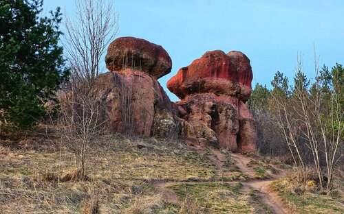 Doğa Remnants Red mushrooms, Kislovodsk, foto