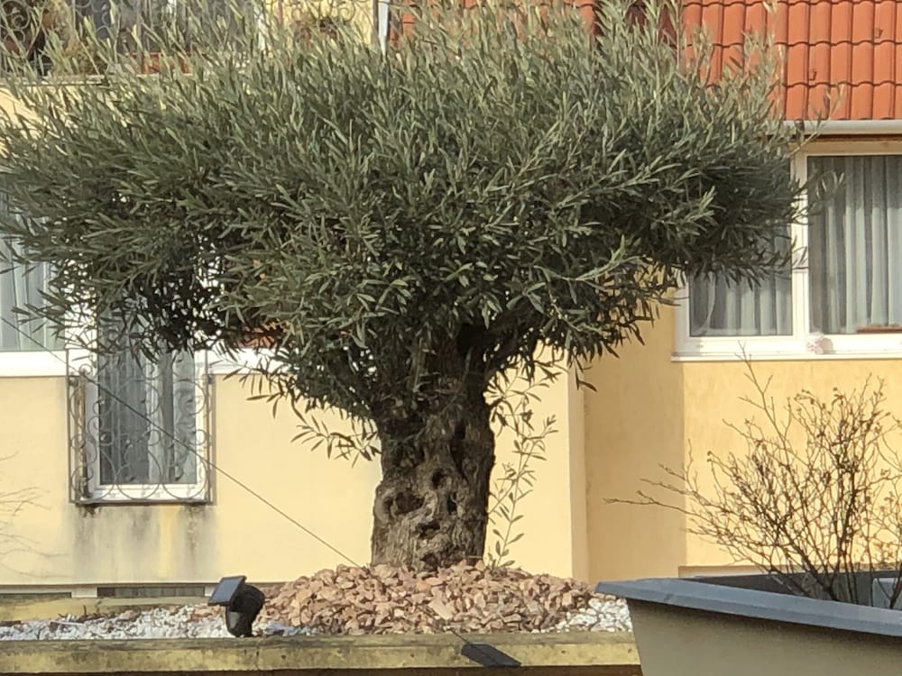 Фото Semiramis Business Hotel