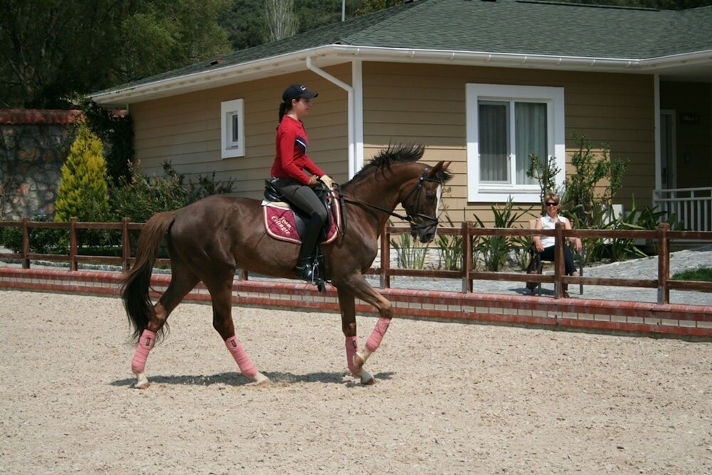 Фото Padok Premium Hotel & Stables