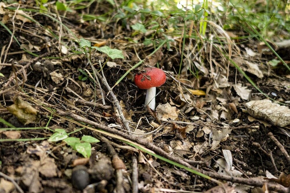 Фото Oak Leaf Residences