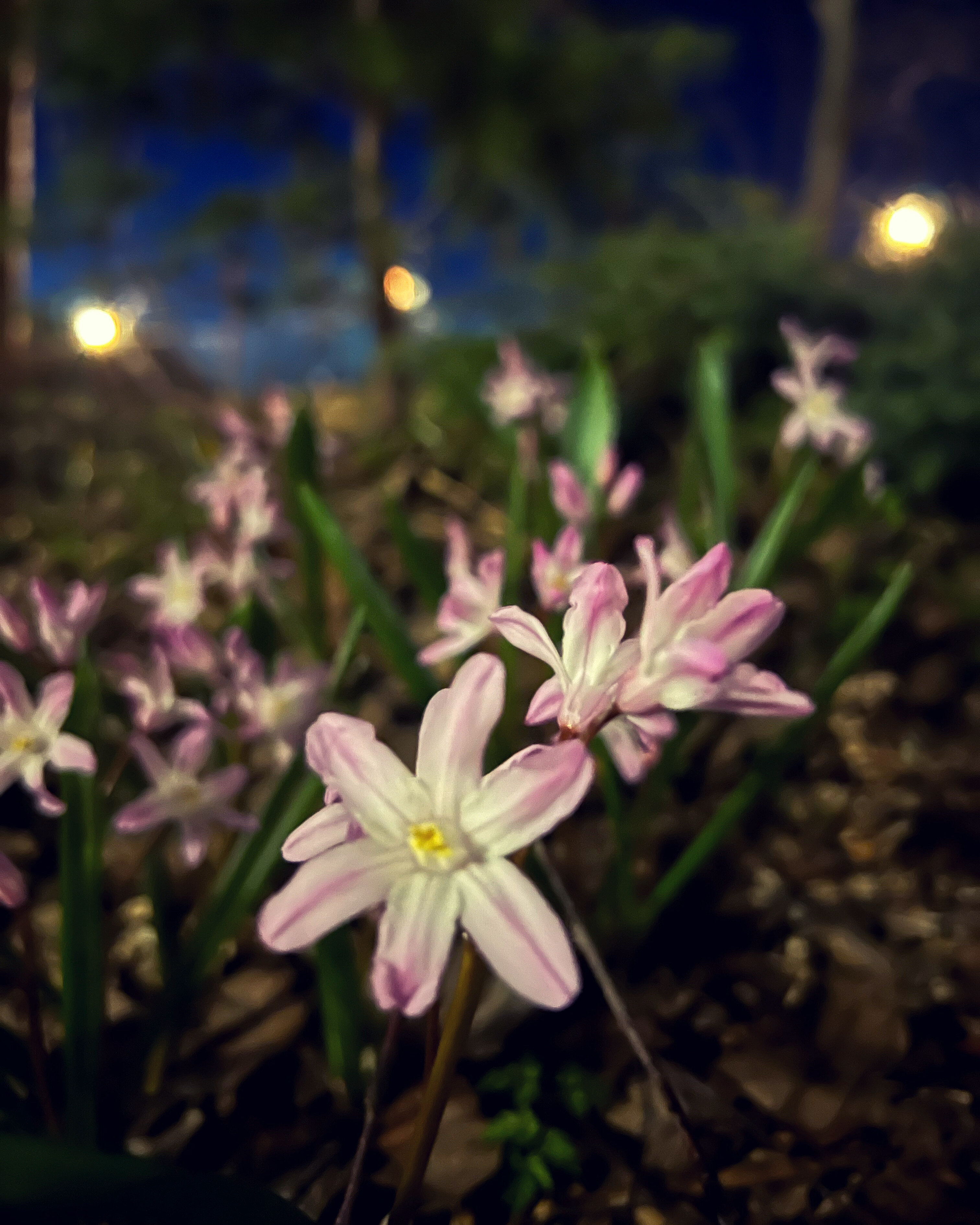 Фото Вечера в Подмосковье