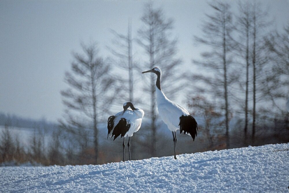 Фото Green Park Tsurui