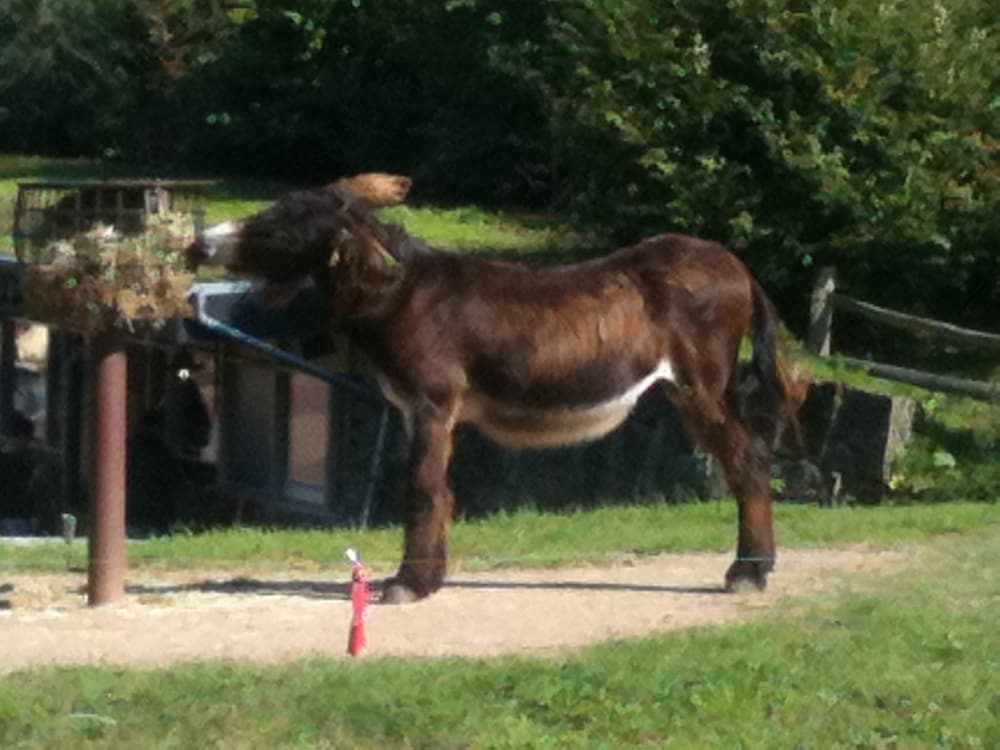 Фото Gästehaus Peterhoff