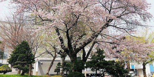 Гостиница Guest House Otaru Wanokaze - Hostel в Отару