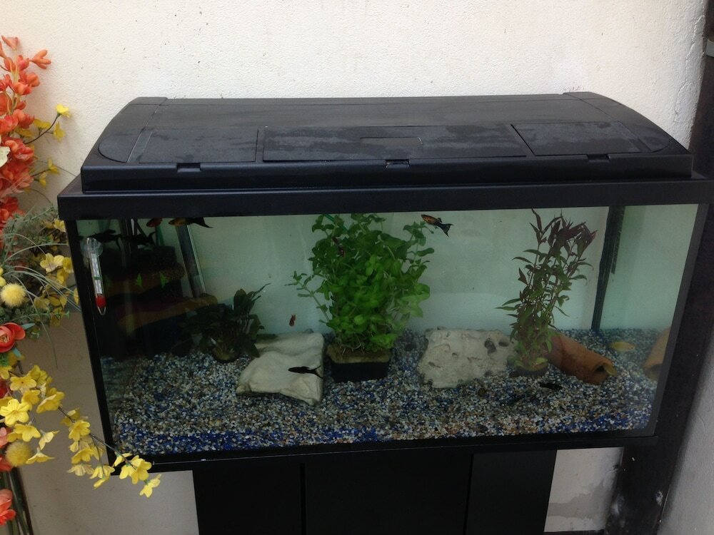 Фото Gästehaus Peterhoff