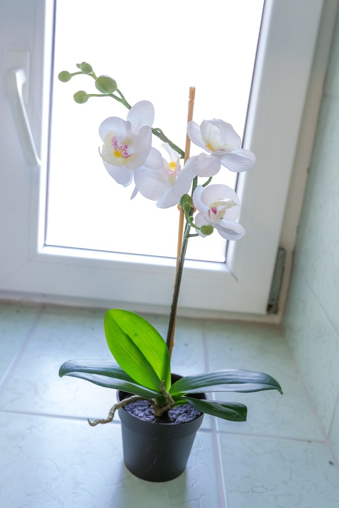 Фото Apartments in City Center Ventus