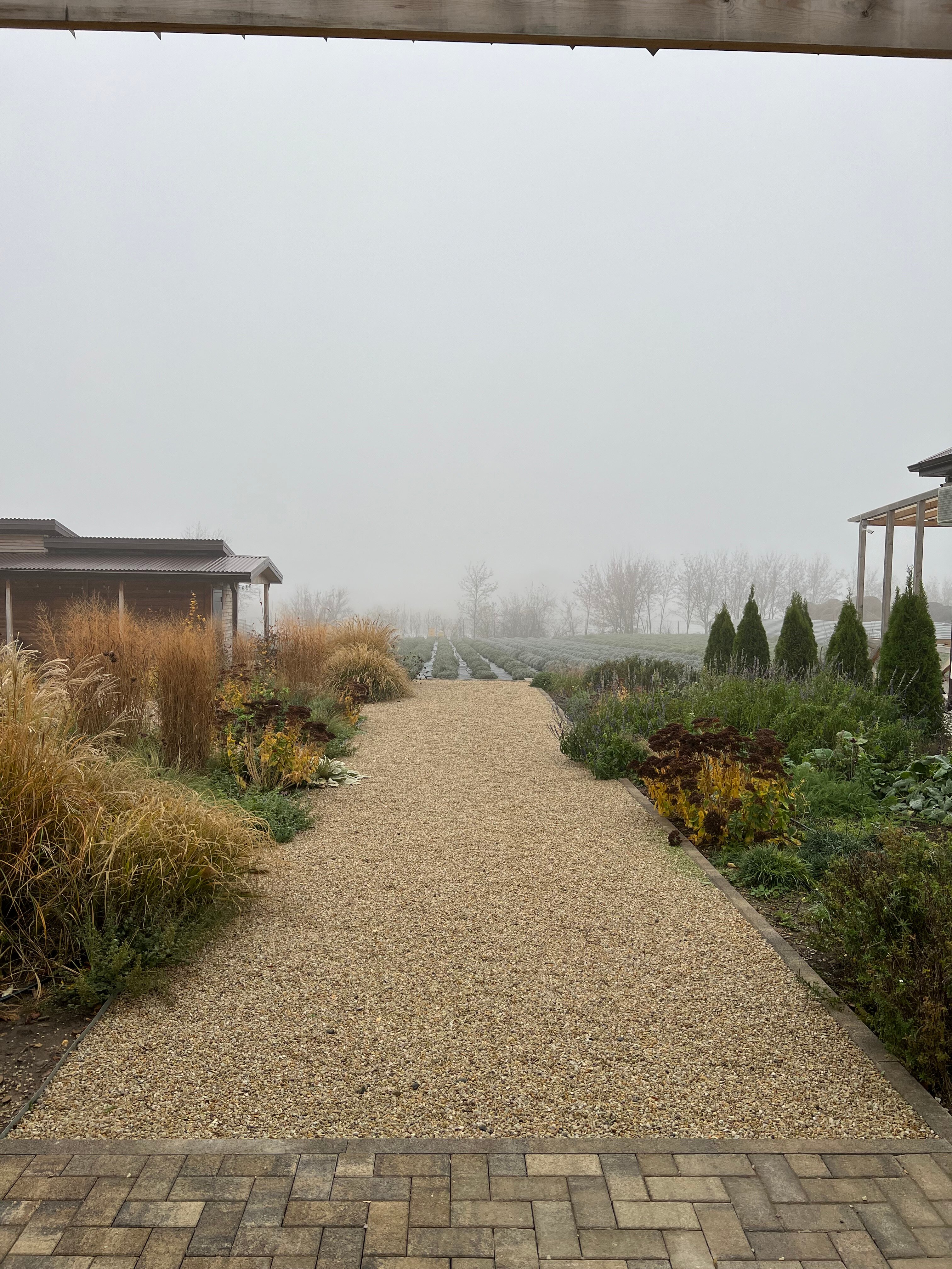 Фото Лавандовые холмы