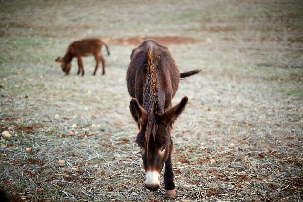 Фото Masseria Grieco
