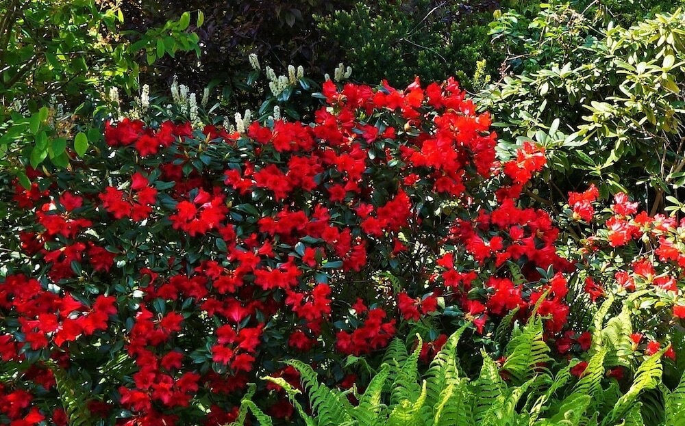 Фото Hotel Diana