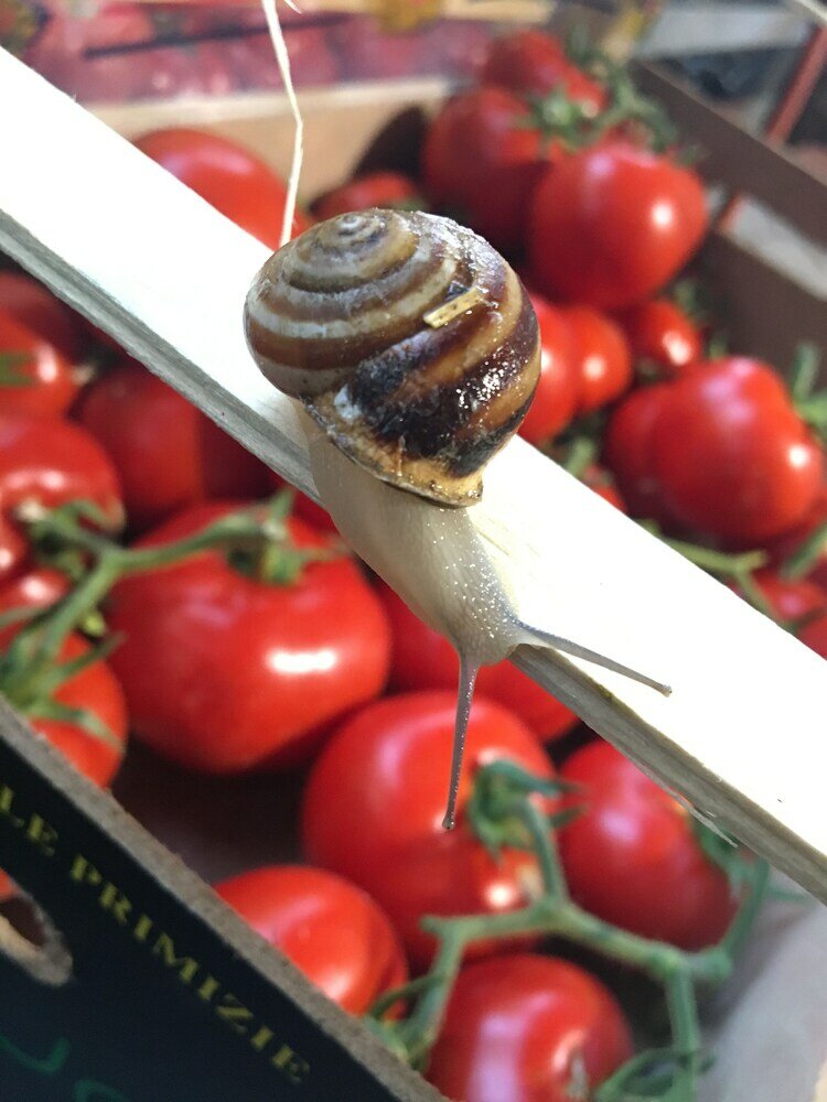 Фото Bellaroto Suite