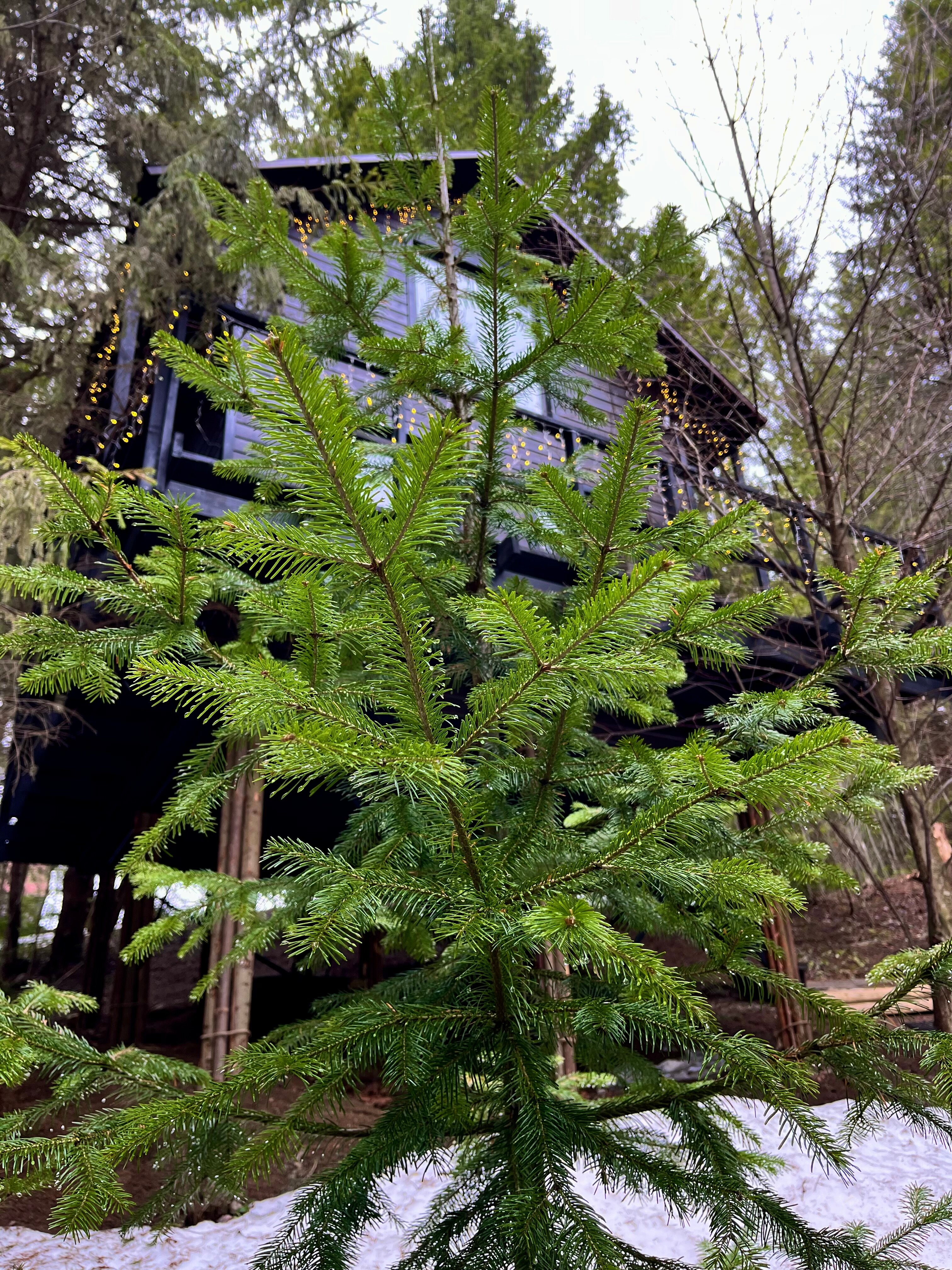 Фото Опушка