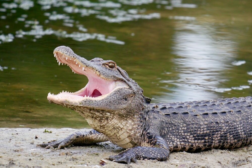 Фото Home2 Suites by Hilton Orlando South Park