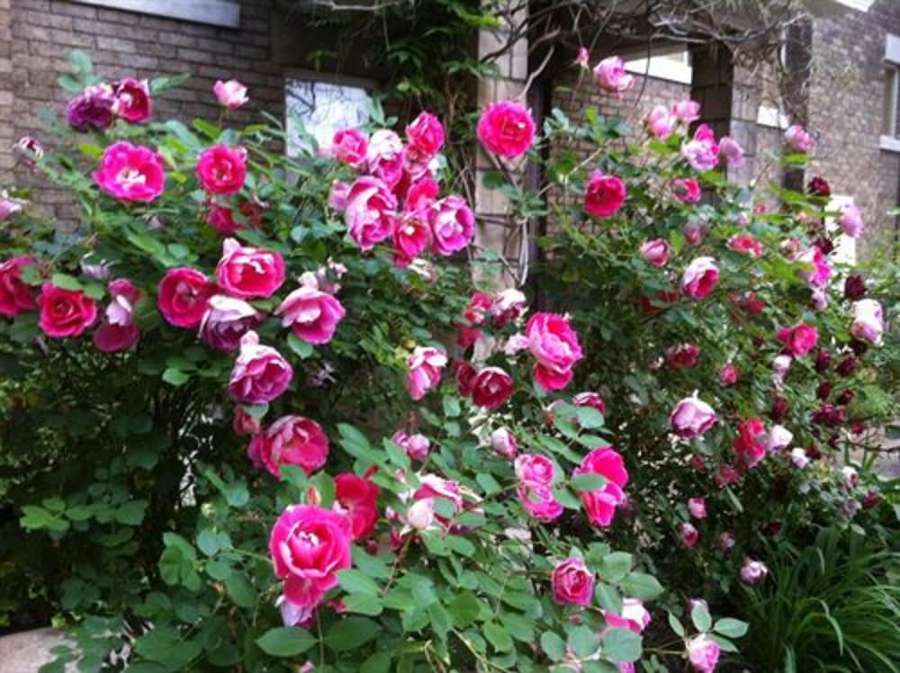 Фото Brass Pineapple Inn