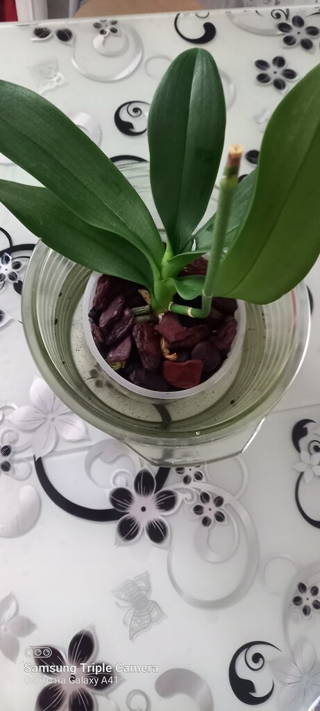 рамиля резяпова